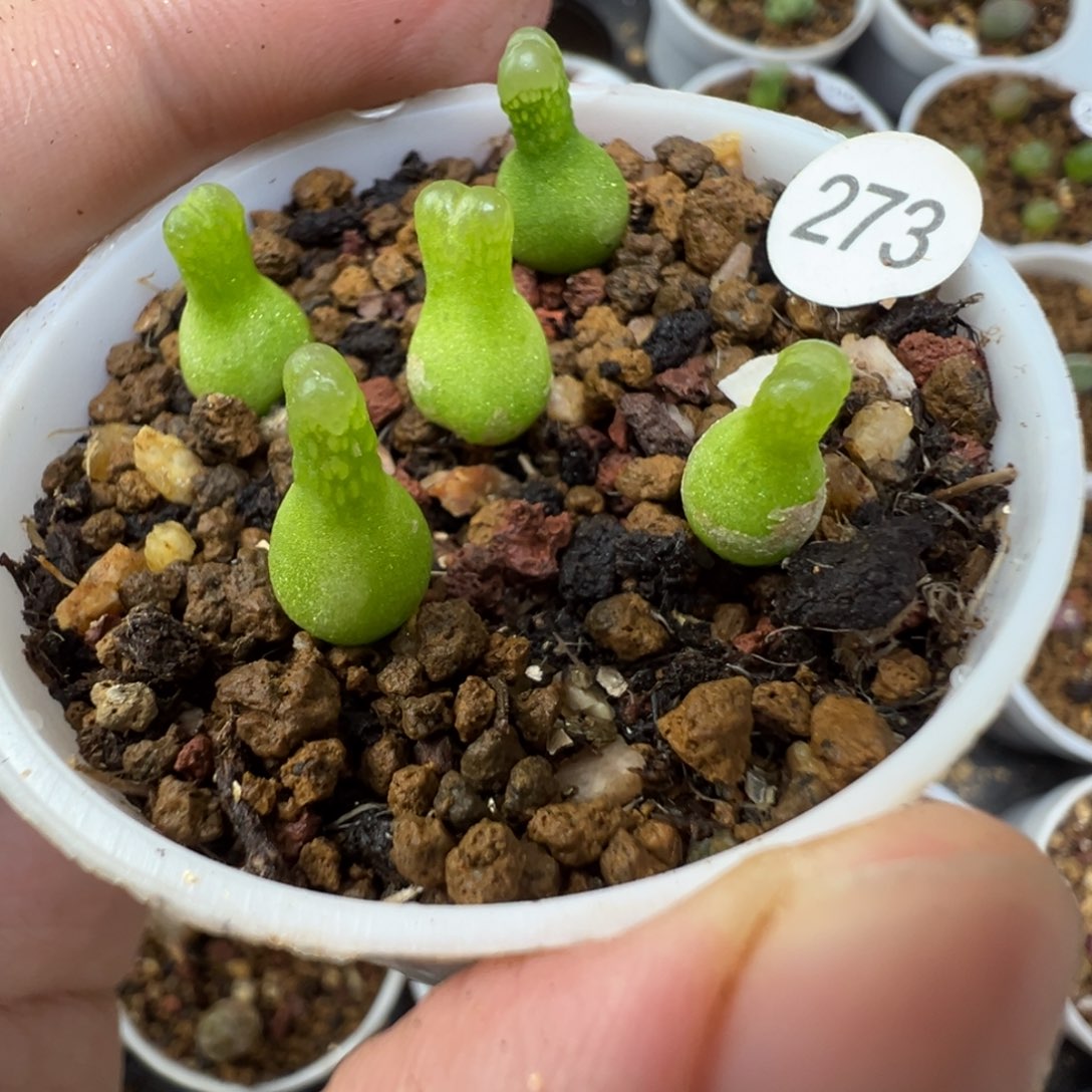 小葫芦一颗脱土273000