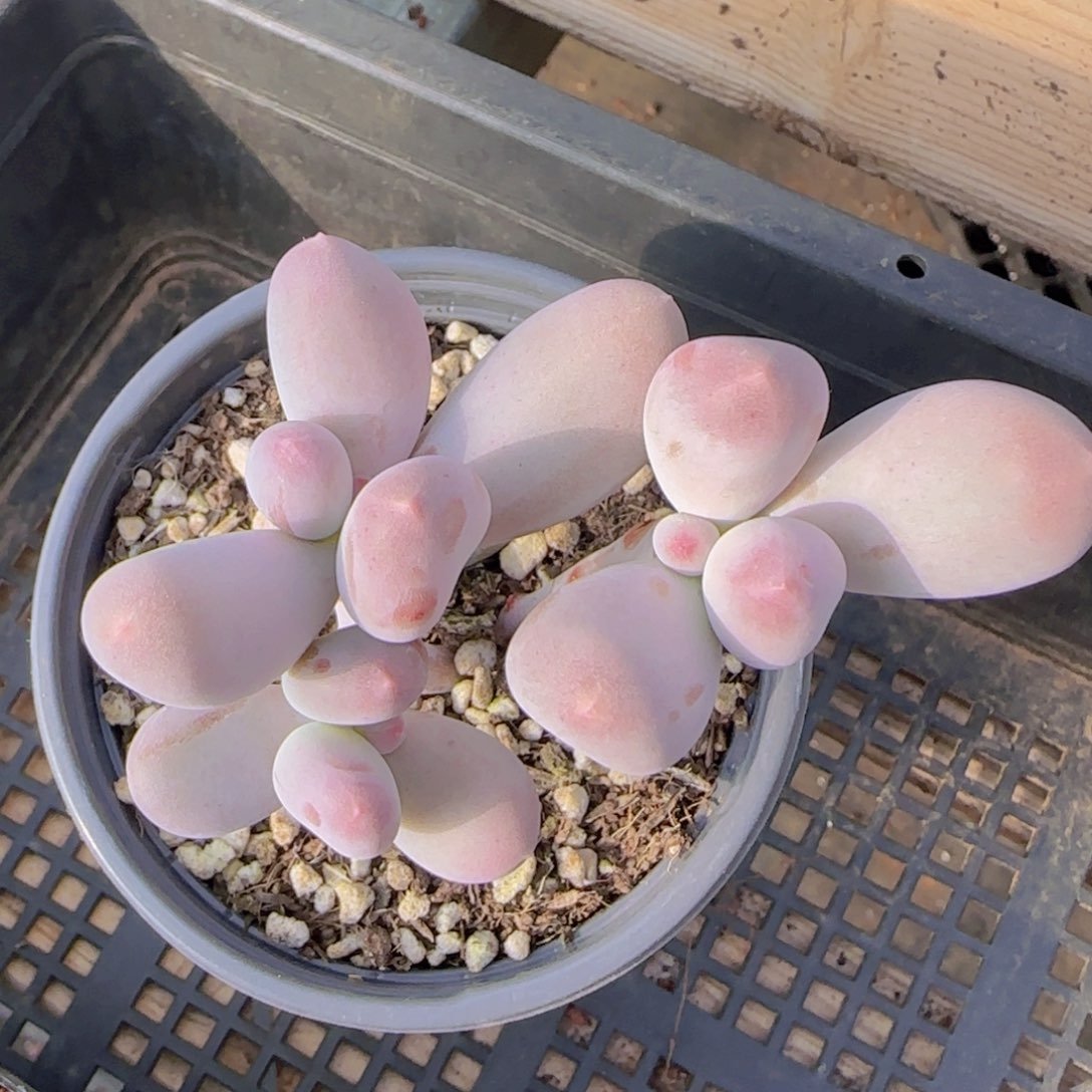 米可奶老装3头精控