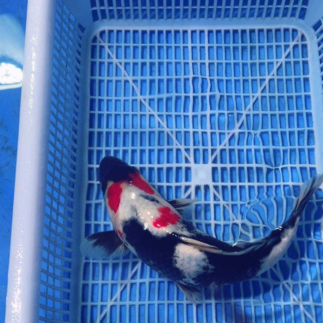 锦鲤锦鲤观赏鱼1111