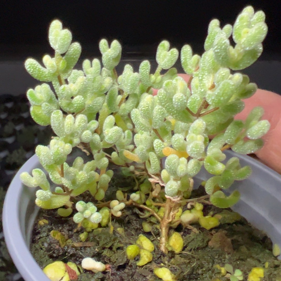 冰糖锦90杯老桩福利