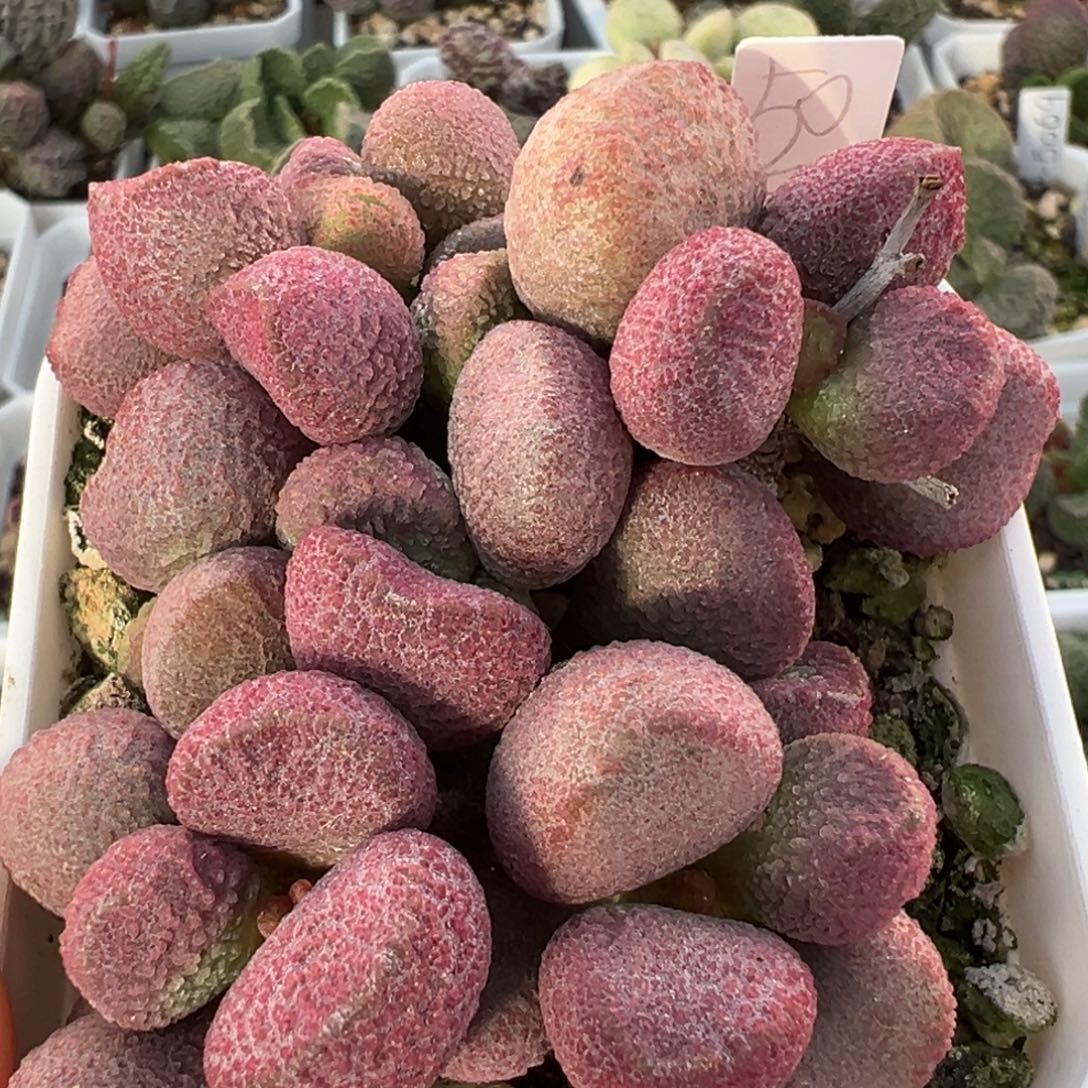 满盆夏娃老桩多肉植物