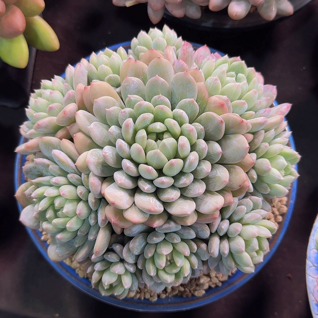 百达翡翠多肉一前一拍