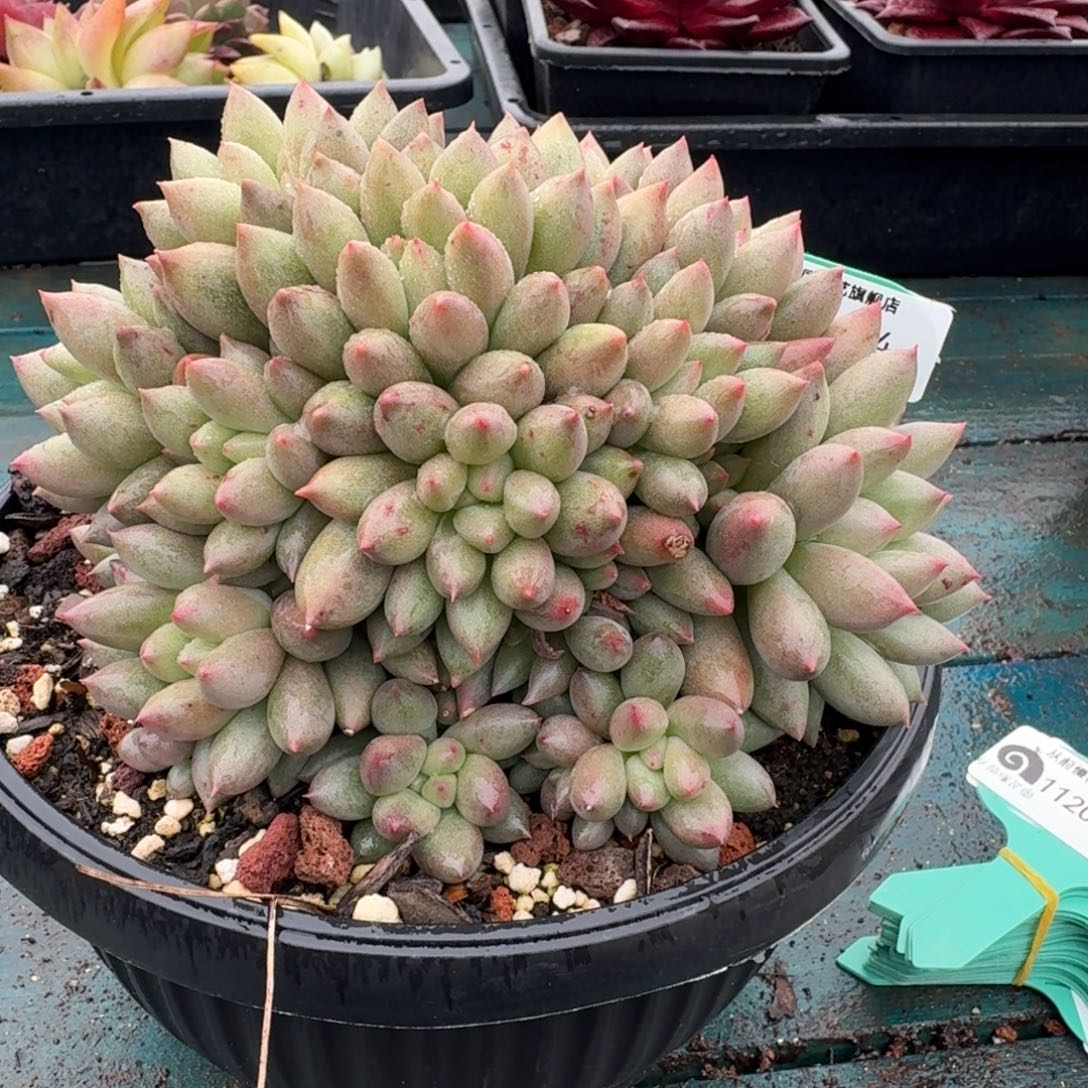 从前慢多肉精选编号1120.104