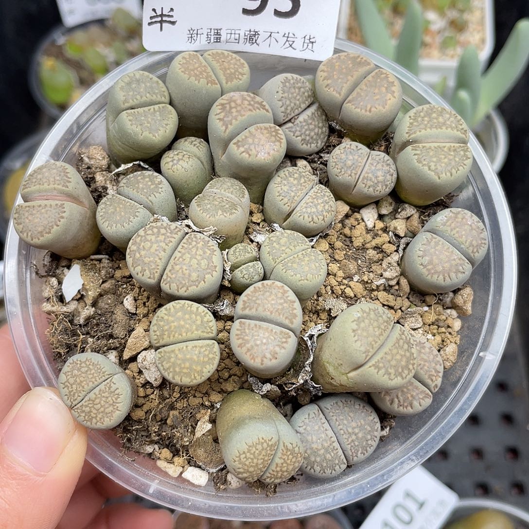 9500000000花花花花花花花花花