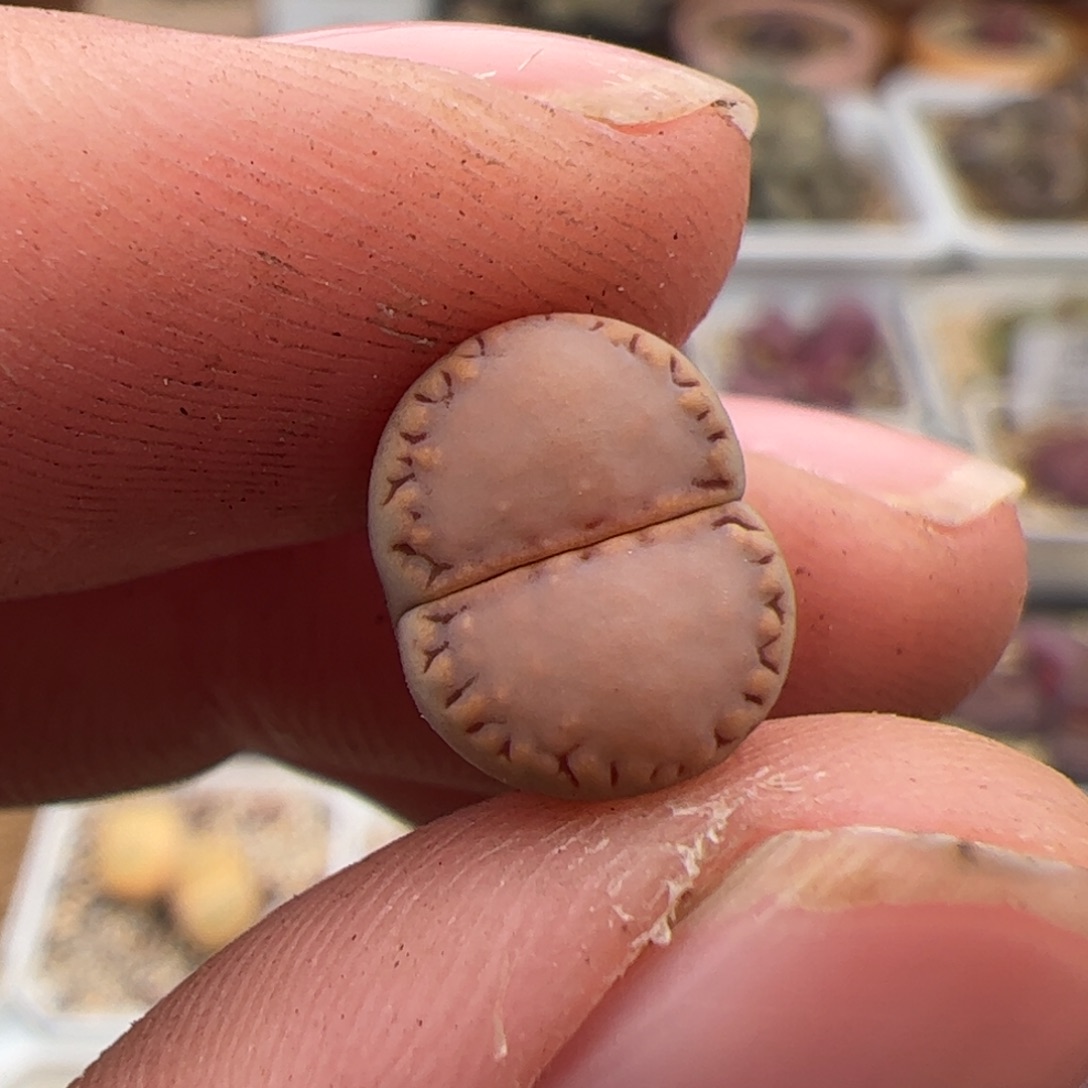 0485号饼干 多肉植物