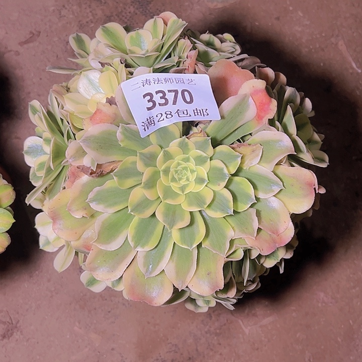 3370绿豆沙多肉植物老桩