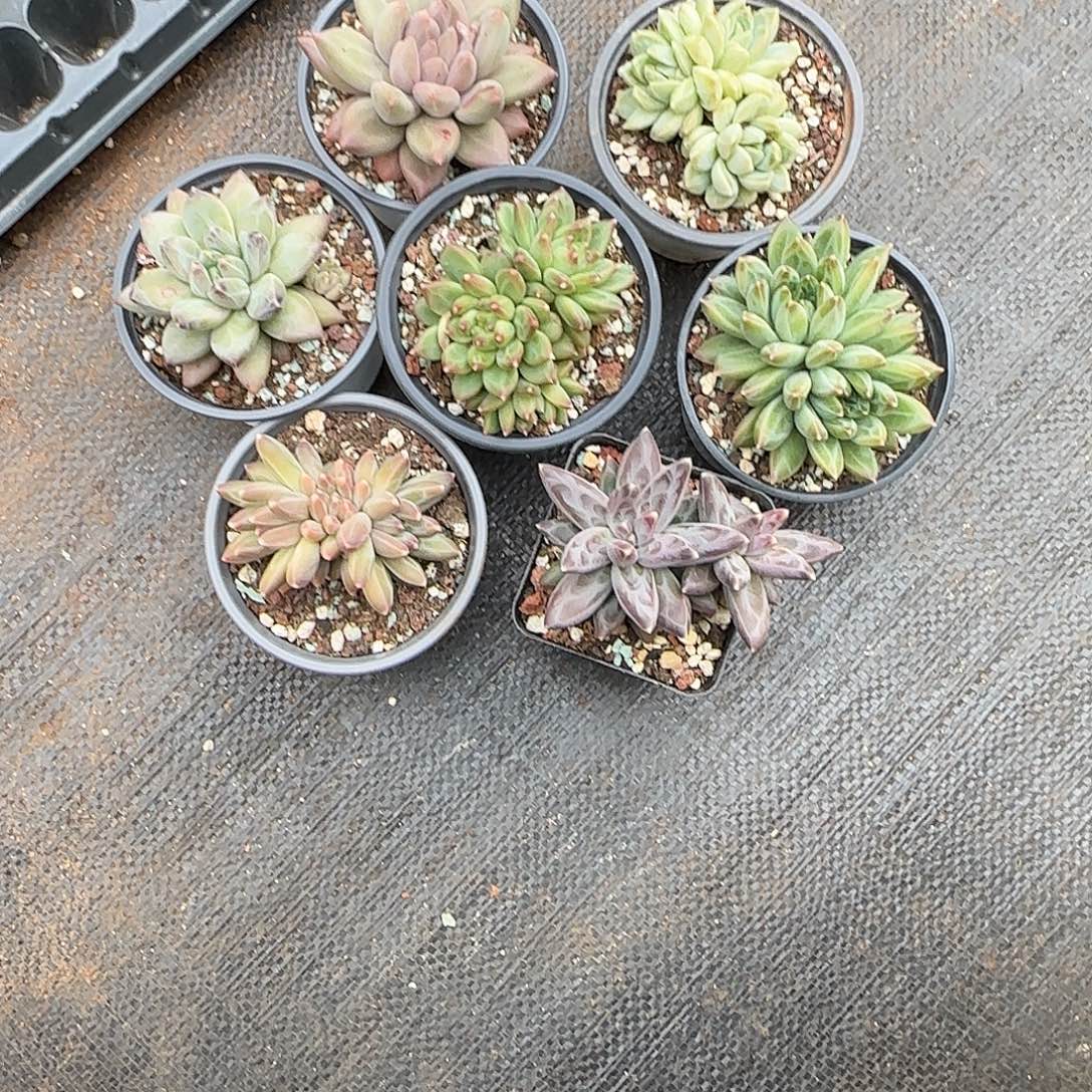 7颗发货。          