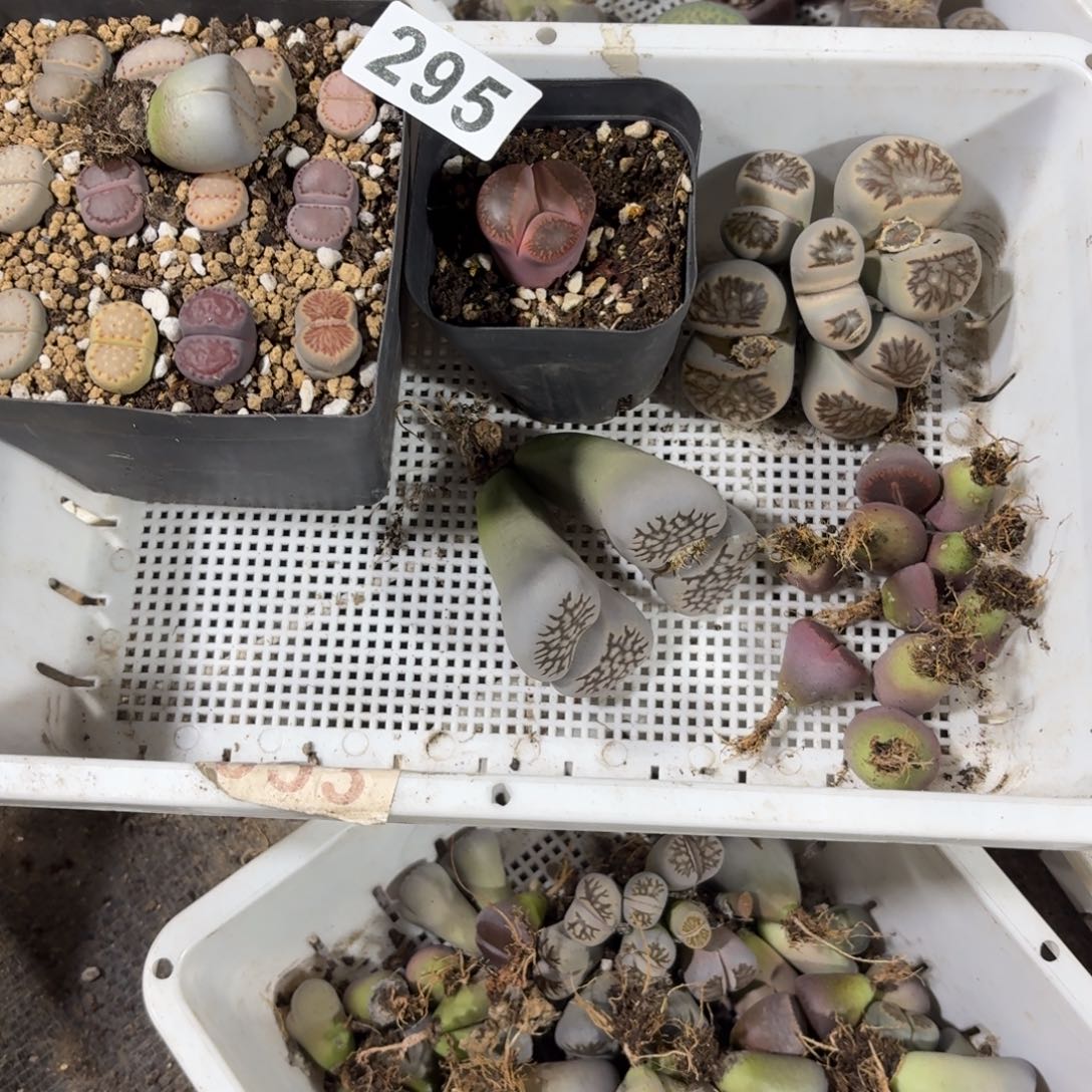 大***恋生石花一物一拍6颗295