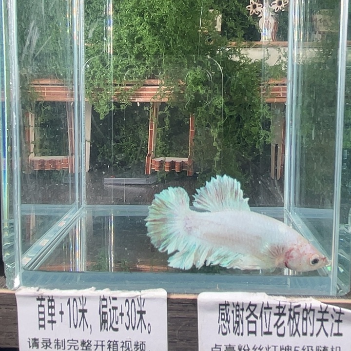 斗鱼活体不退不换谢谢