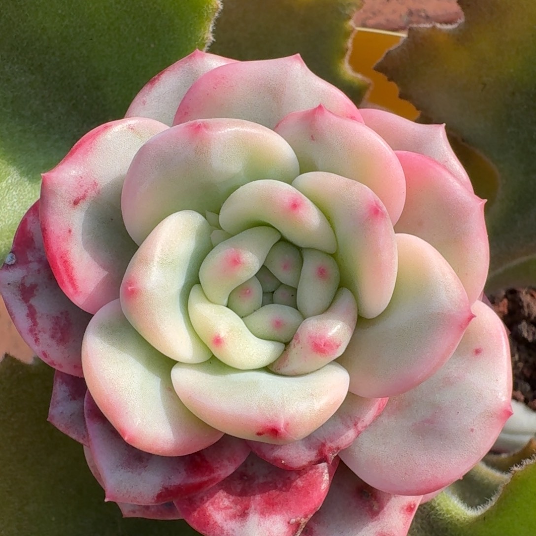 2785爱丽儿锦多肉植物