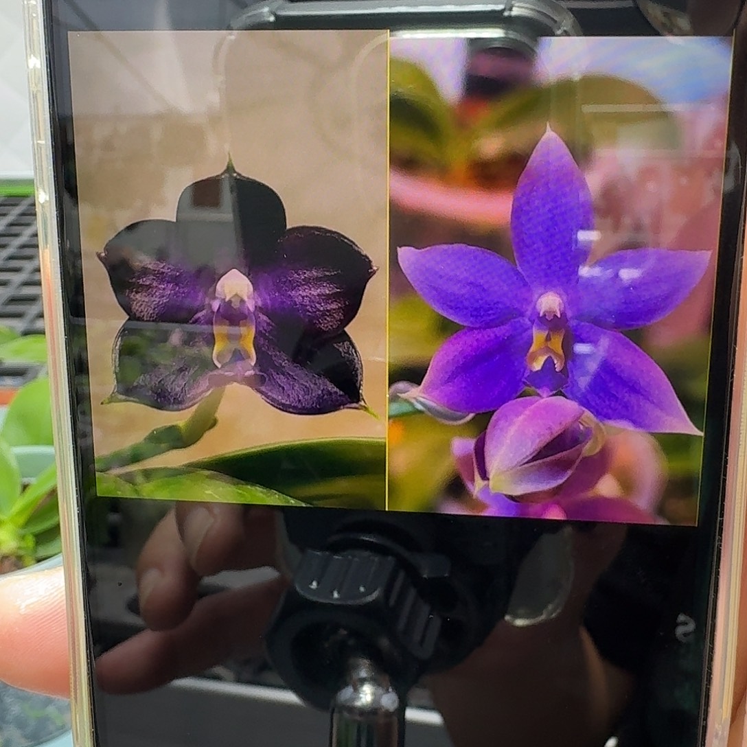 当前无花栽培后可以开花蓝鲸交彩虹