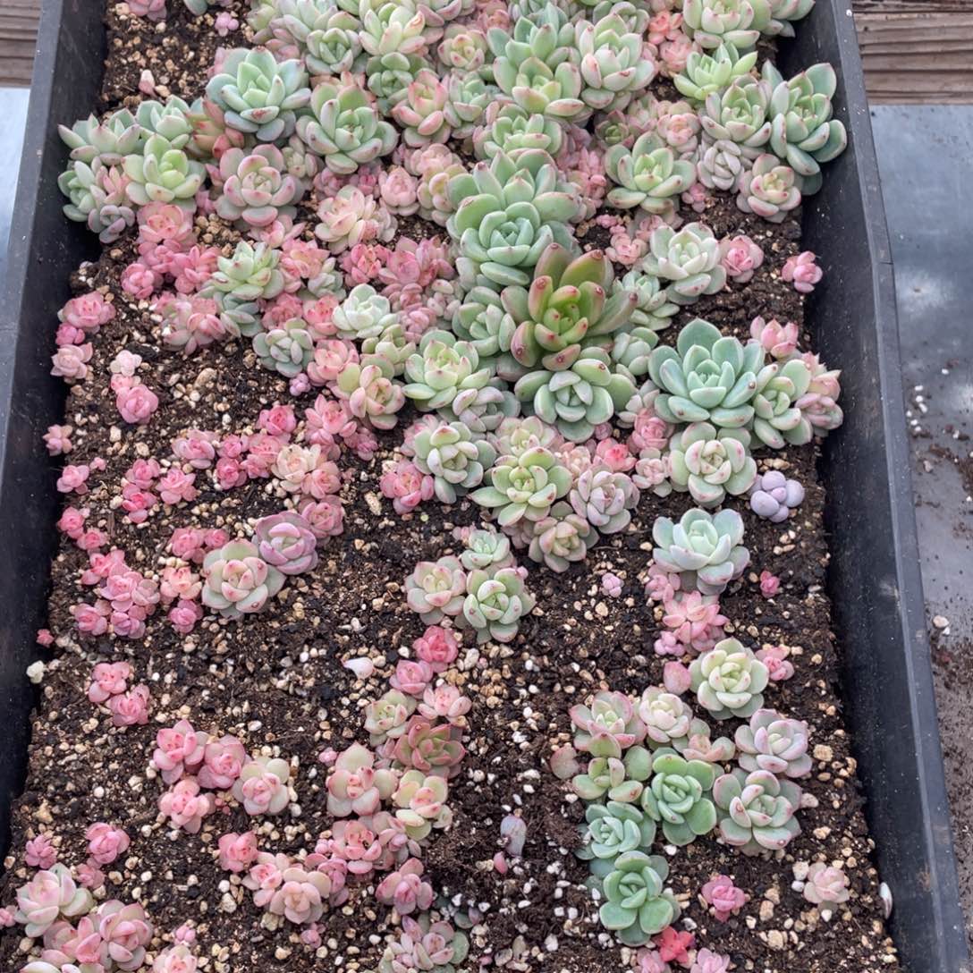 云糖心多肉植物663