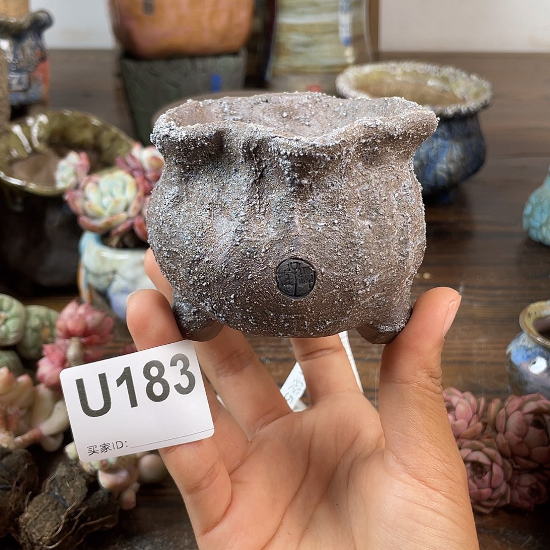 默认微次 跨年福利 坛子姐花盆