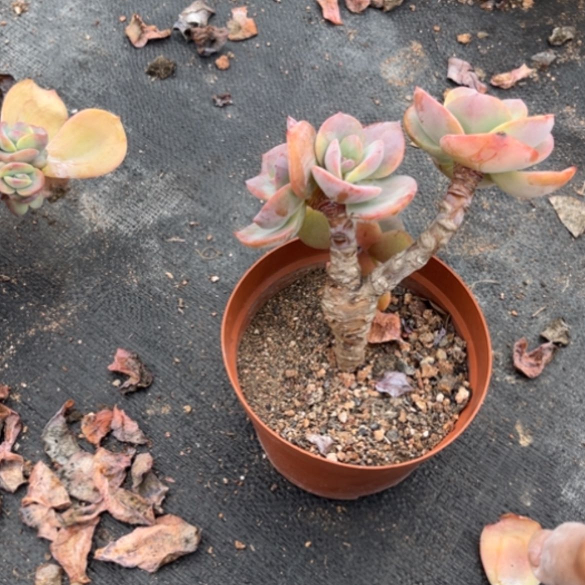 【闪购商品】?****?白凤