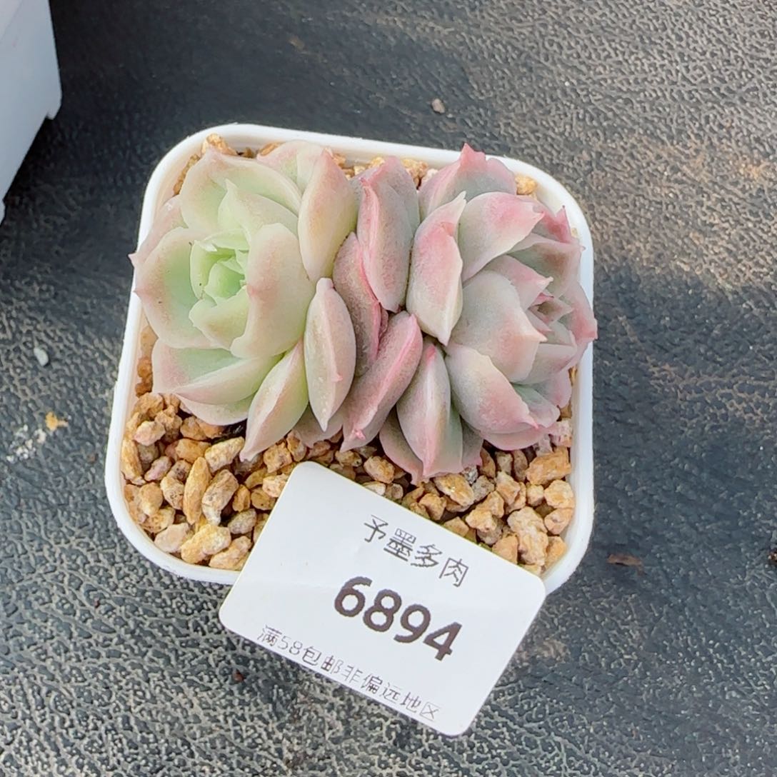 虾饺，6894多肉植物