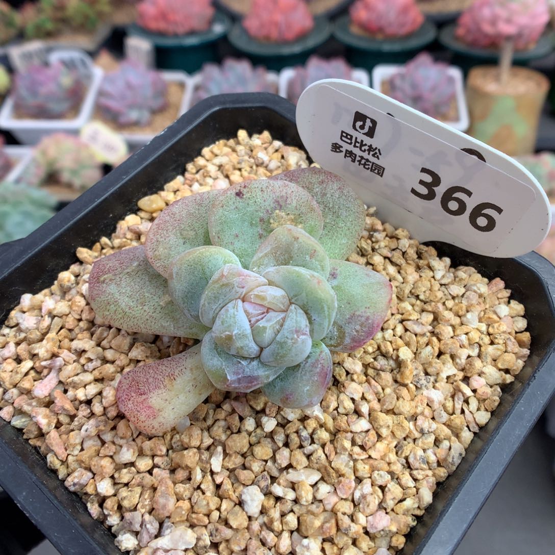 366 爆仔潜力股冰玉石化