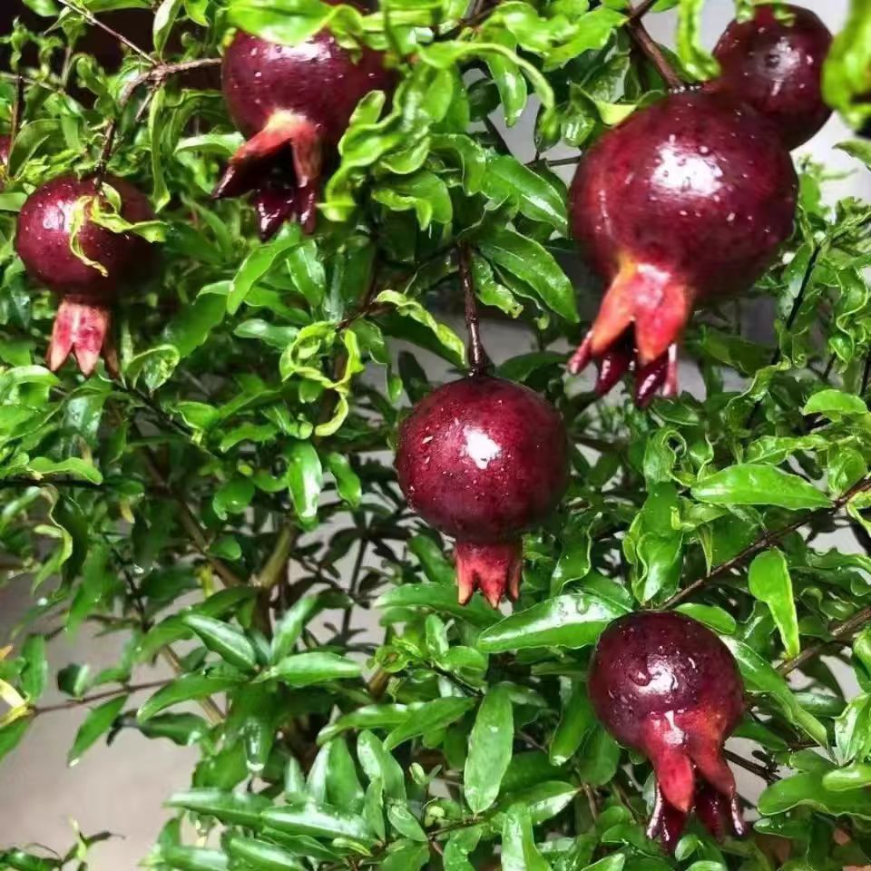正宗特大紫玉石榴树苗南北方种植盆栽地载基地直发