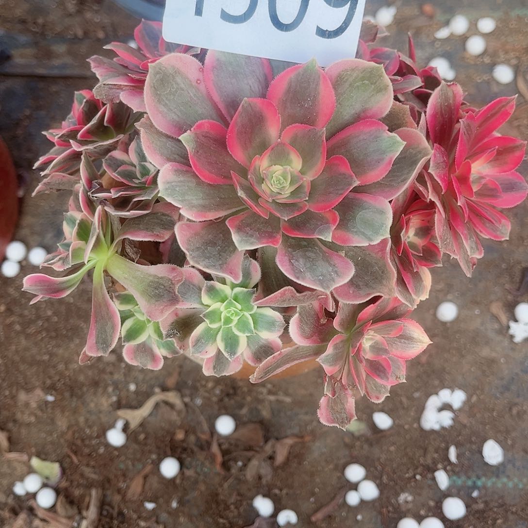 半****u4509粉女郎多肉植物