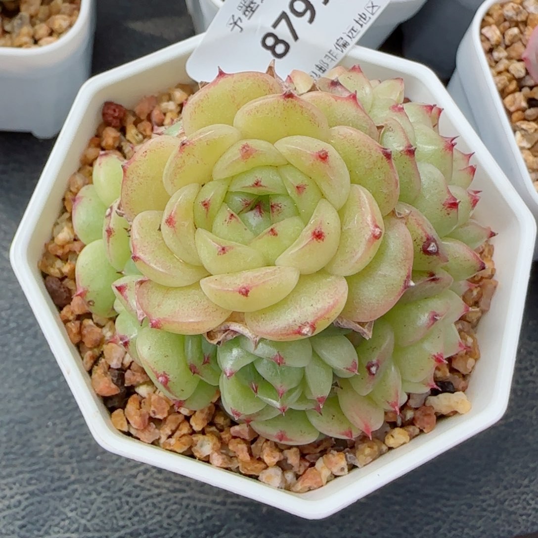 麦秆群，8799多肉植物