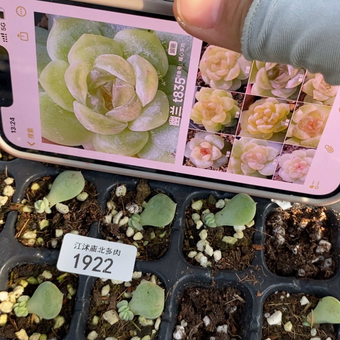 标1922幽兰835芽苗一个