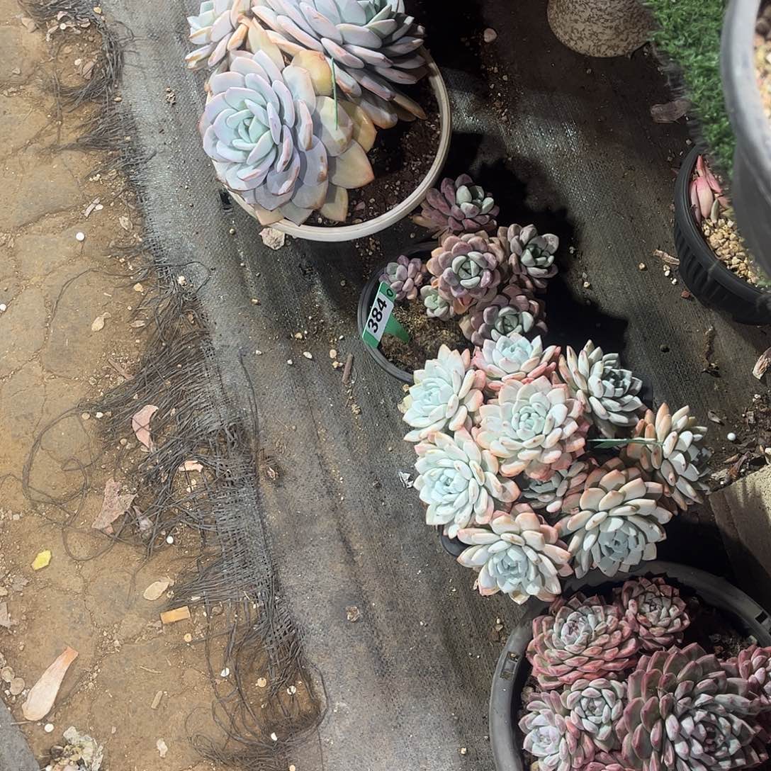 毒***花大组合多肉植物保护奶茶