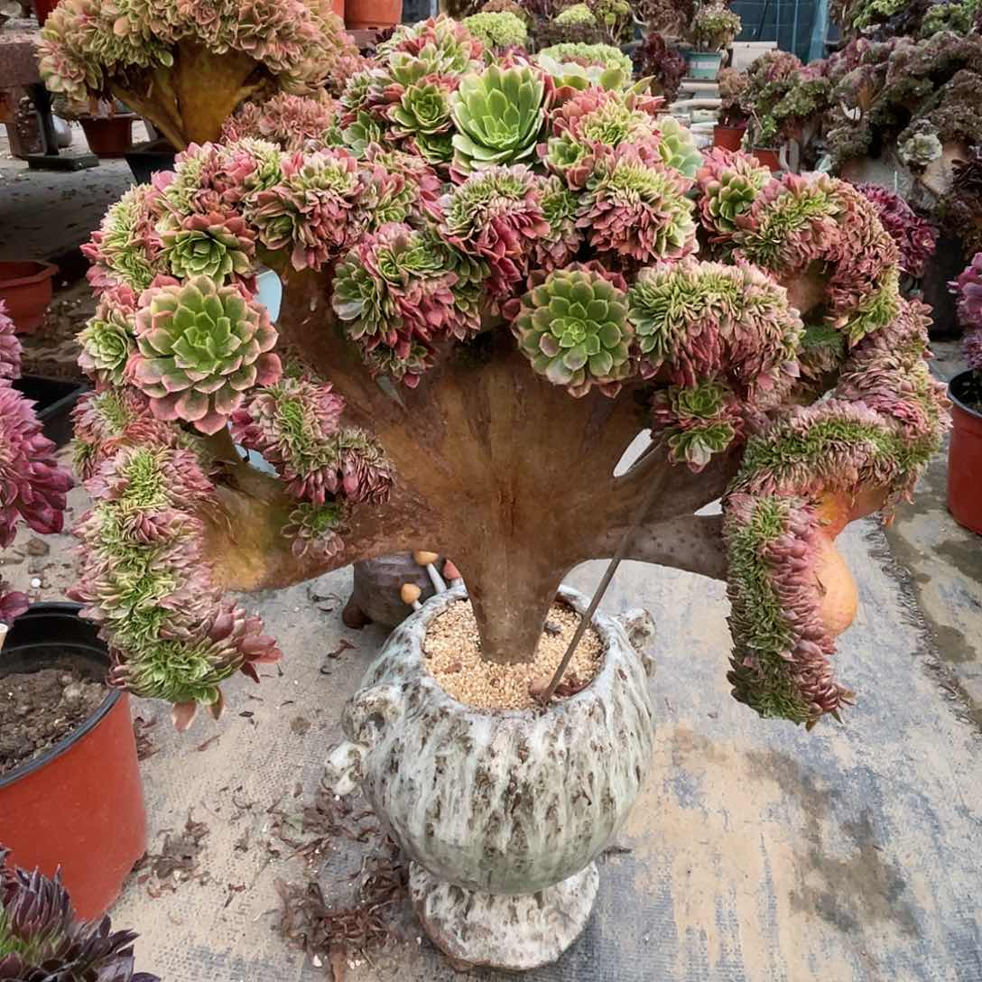 【闪购商品】无花朵嘉年华