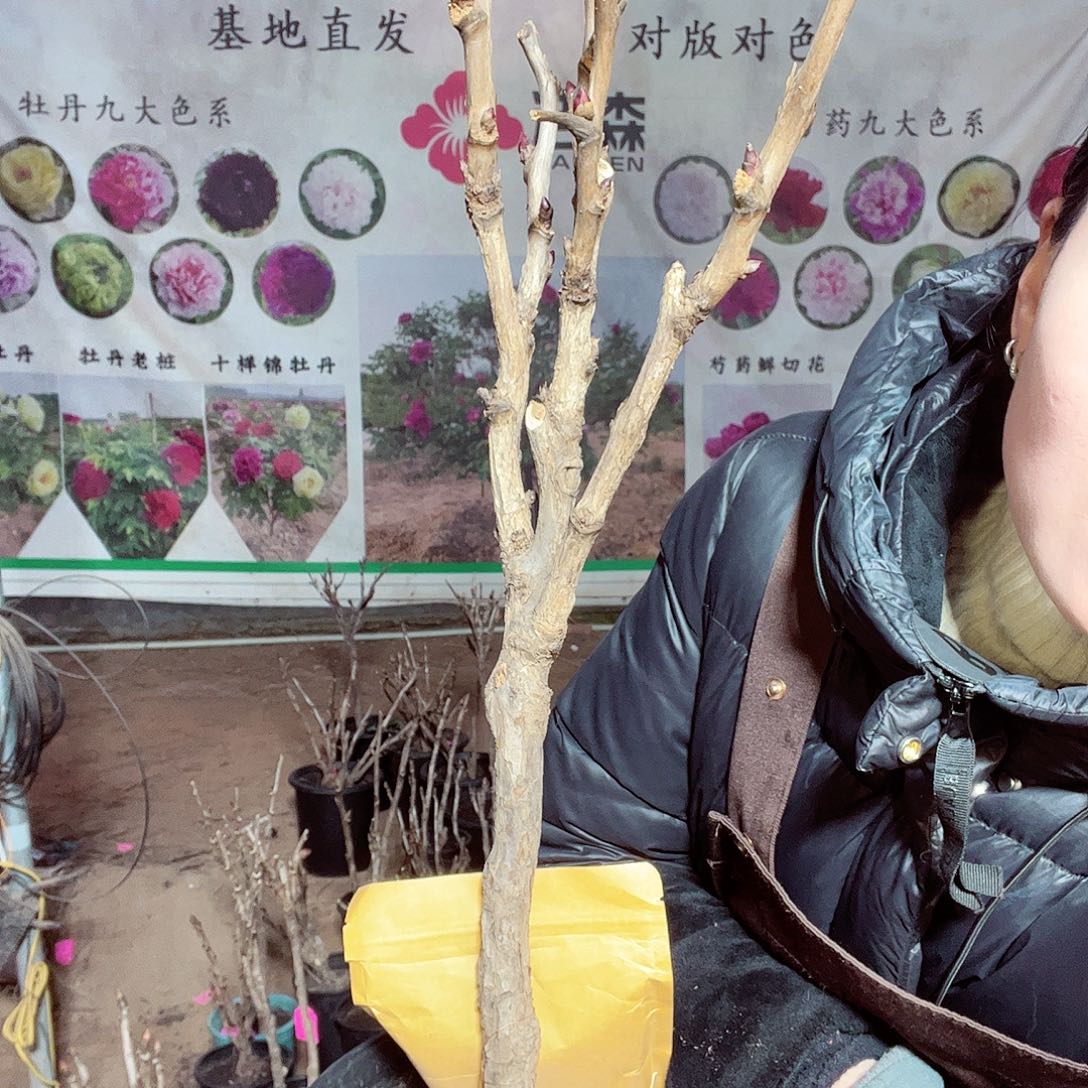 最***星大盆花王一物一拍