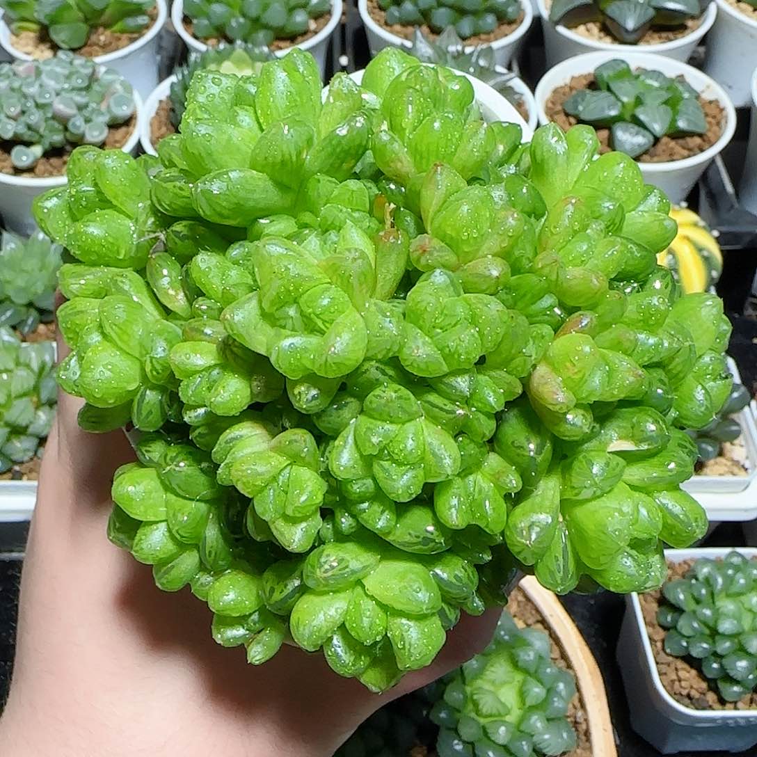 母本水晶玉露群原盆原土