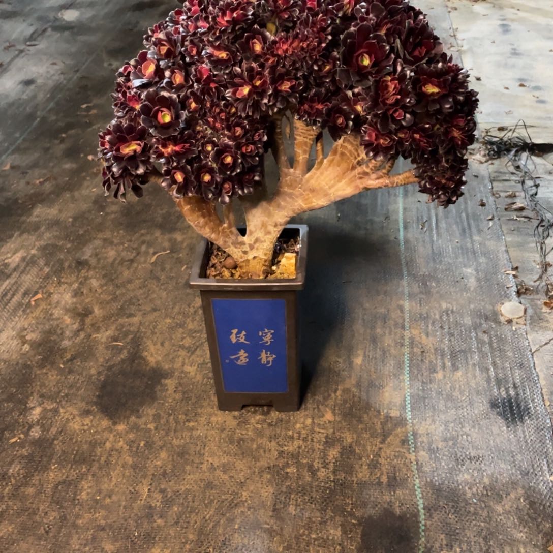 毛*茸我是真的很喜欢这个