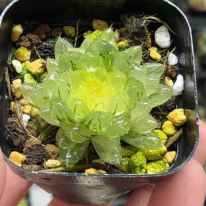 174翠云玉露锦头家多肉十二卷