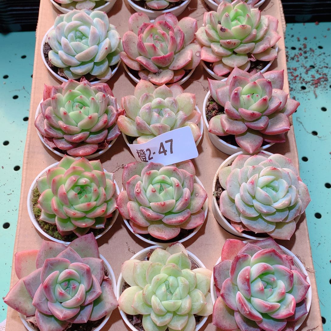 2-47一物一拍多肉带盆18颗