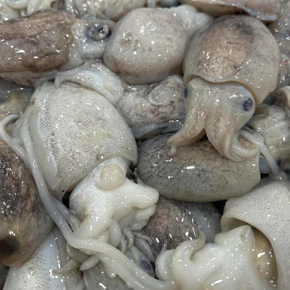 {顺丰发货}海捕小墨鱼 墨鱼仔 厦门发出 2000g