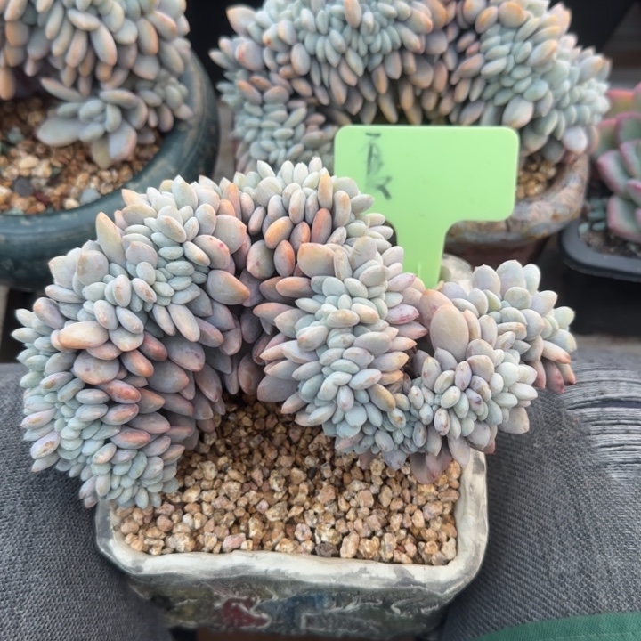 粉兔缀化五十包邮老桩