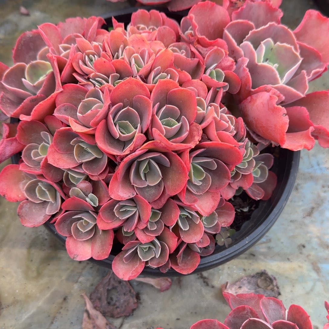 多肉植物多肉植物