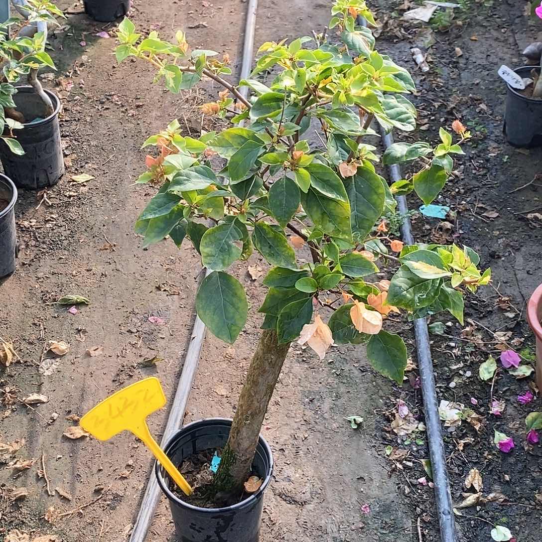 大部分开放少量花苞黄白3432