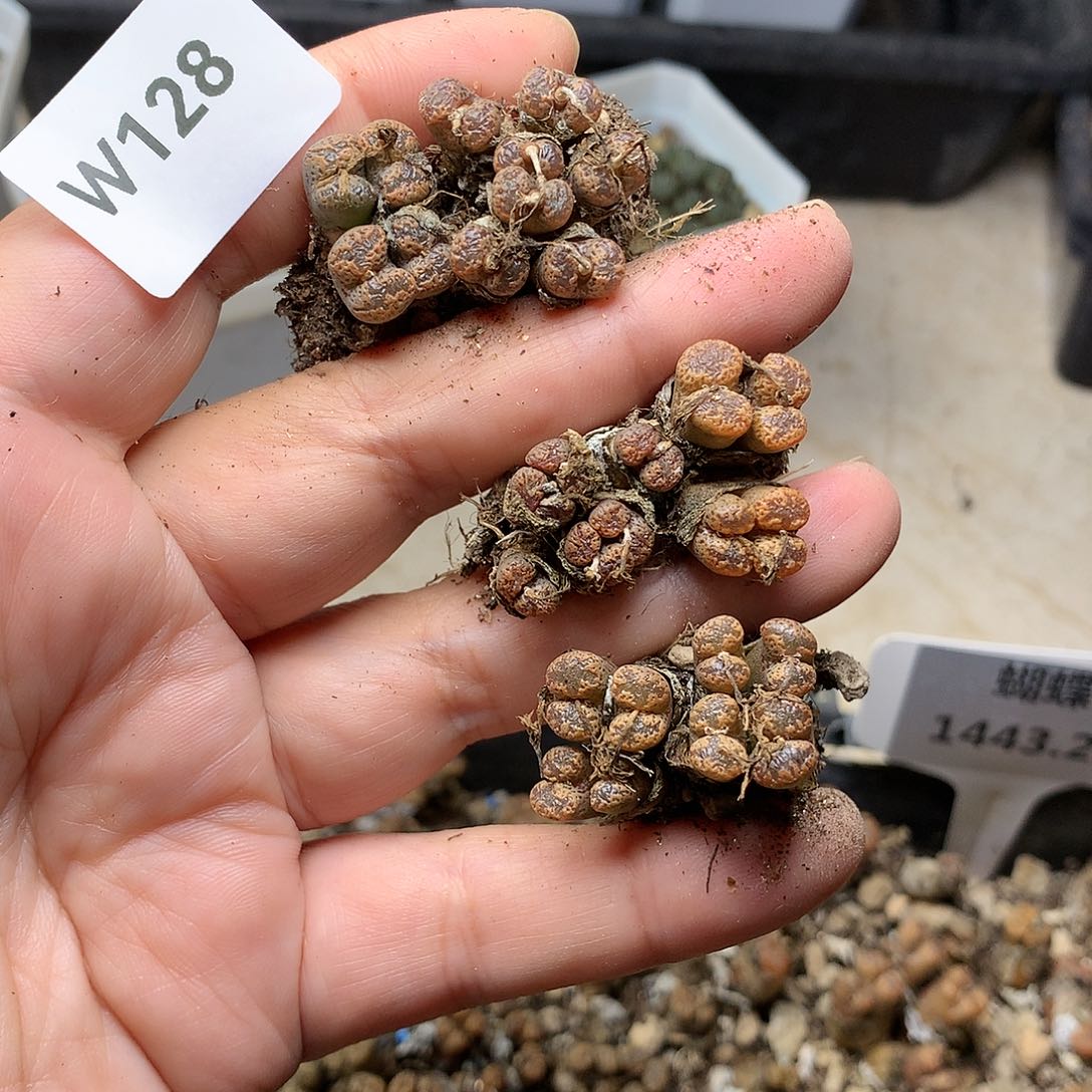 彗**W128多肉植物保护研究所