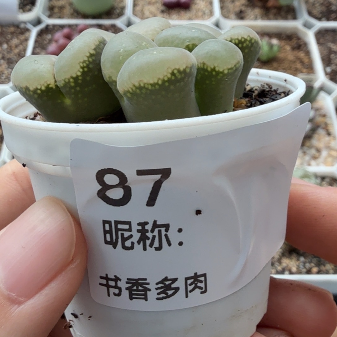 多肉植物。        