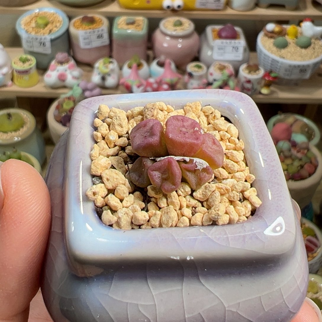 多肉植物84号方碗