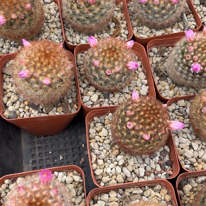 实生红刺嘉文好养皮实