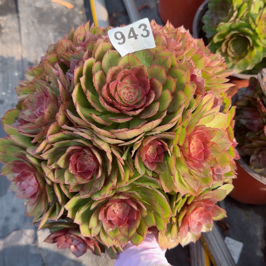 943多肉植物法师