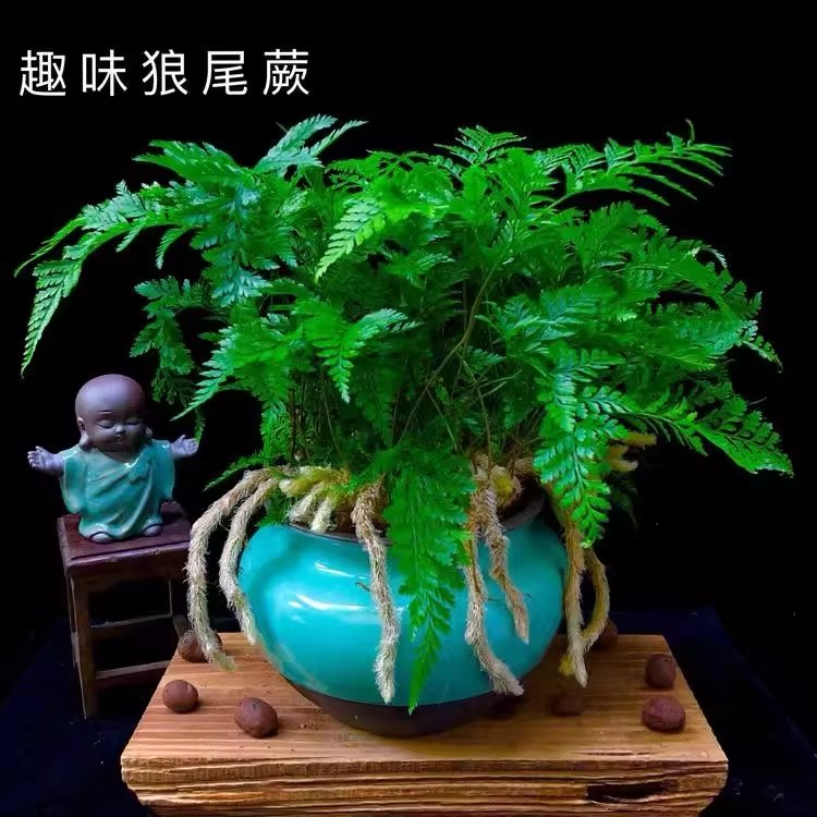 狼尾蕨兔脚蕨龙爪蕨盆栽客厅书房办公桌绿植耐寒耐阴四季长青好养