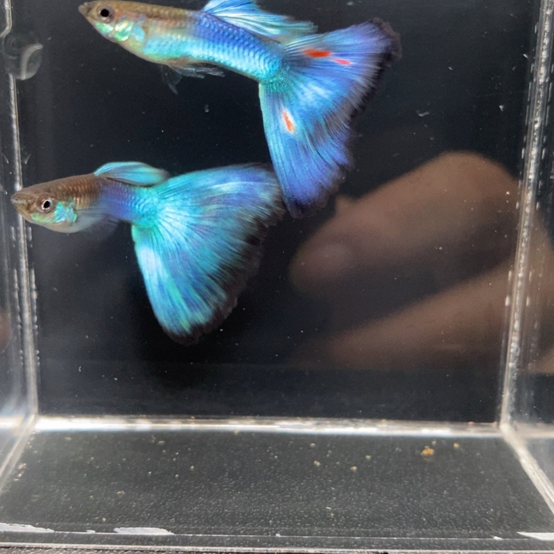 孔雀鱼辛加蓝两对