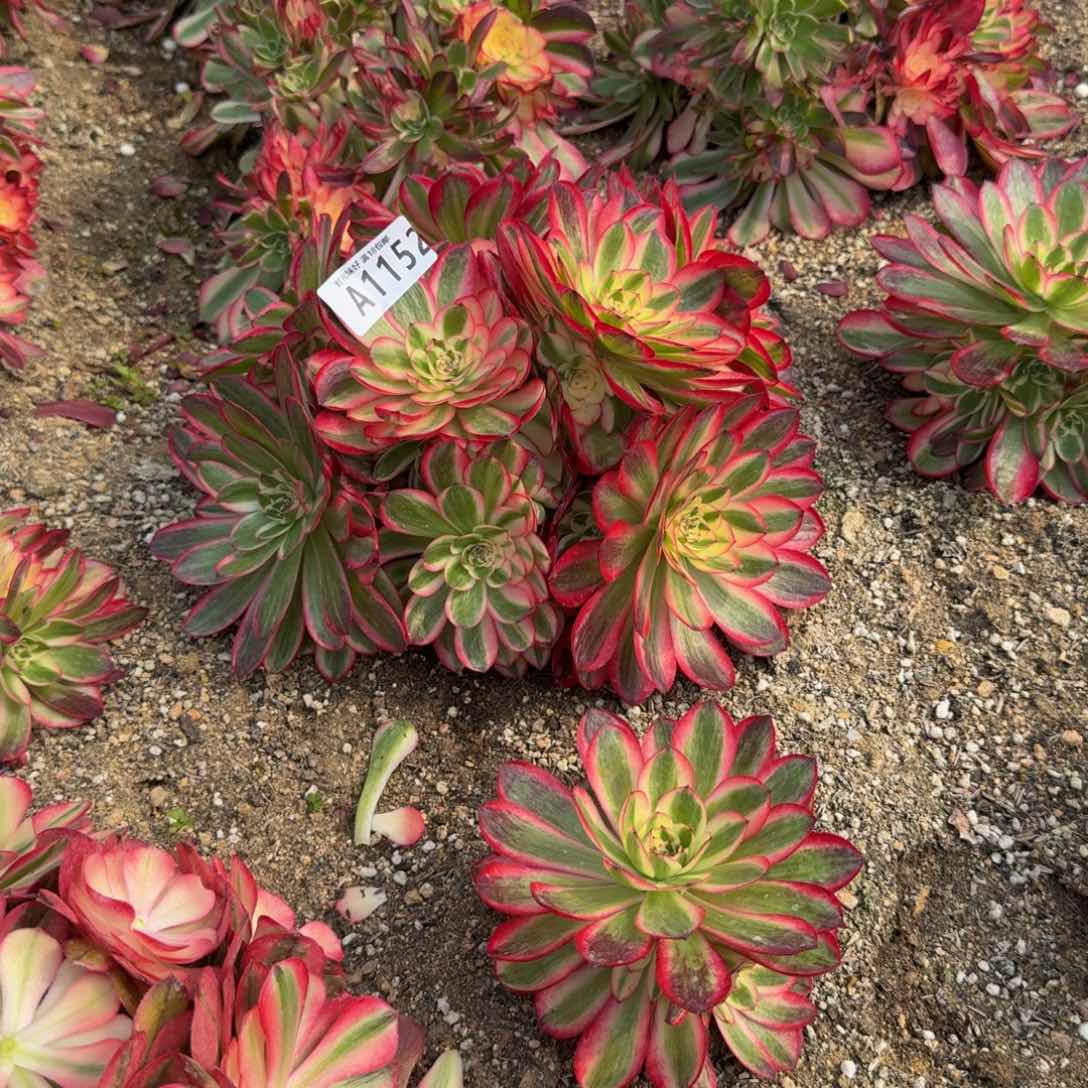 流*1152荔枝到秋费用。多肉植物