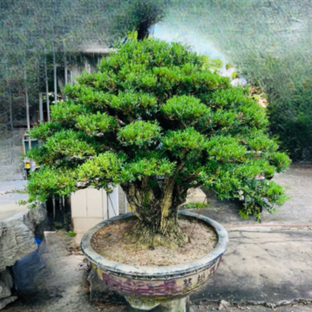 台湾黄杨大桩老桩，盆景庭院装饰黄葛树盆栽老桩盆景绿植黄杨盆栽