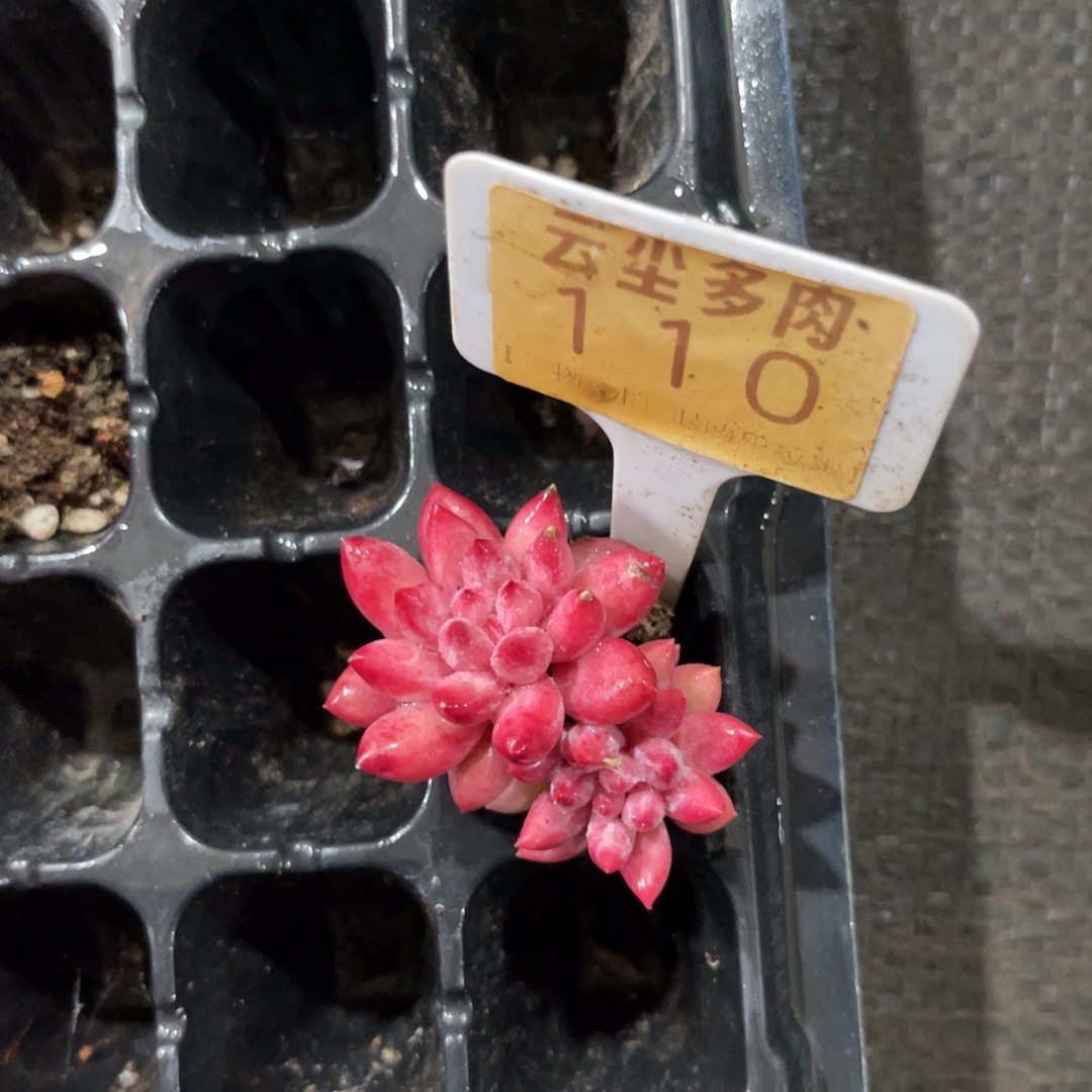 ꧁***꧂云尘多肉一物一拍110，