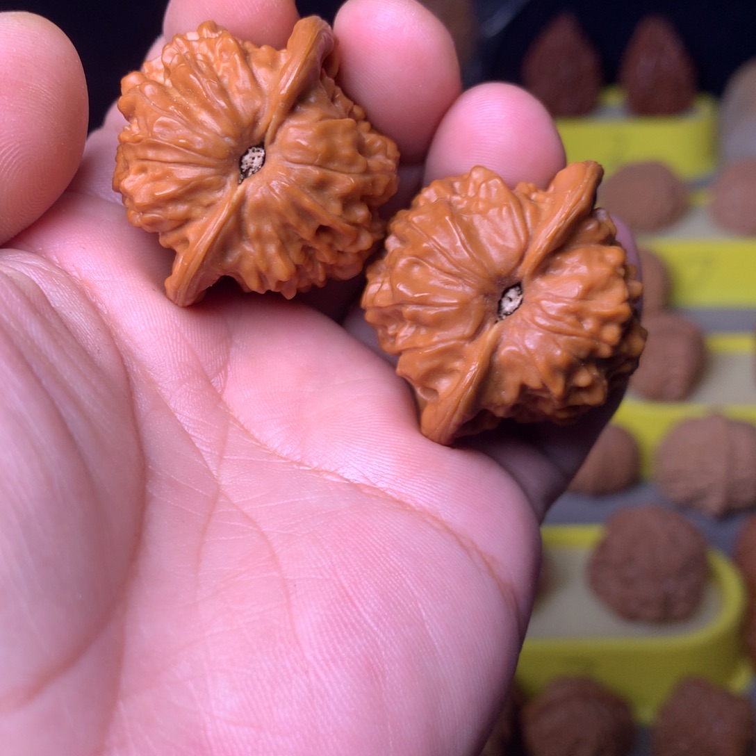 大叶紫檀（黑酸枝木类）七步沟