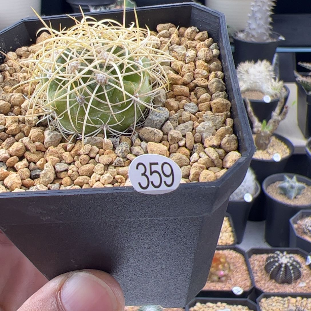 蜘蛛圆盘玉3+一物一拍359