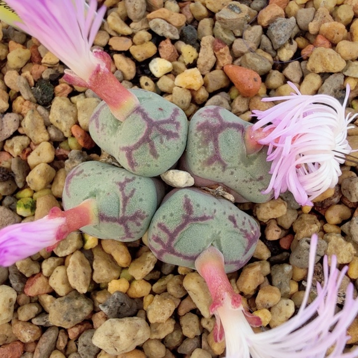 八重垣姬原始母本 12-9-L10