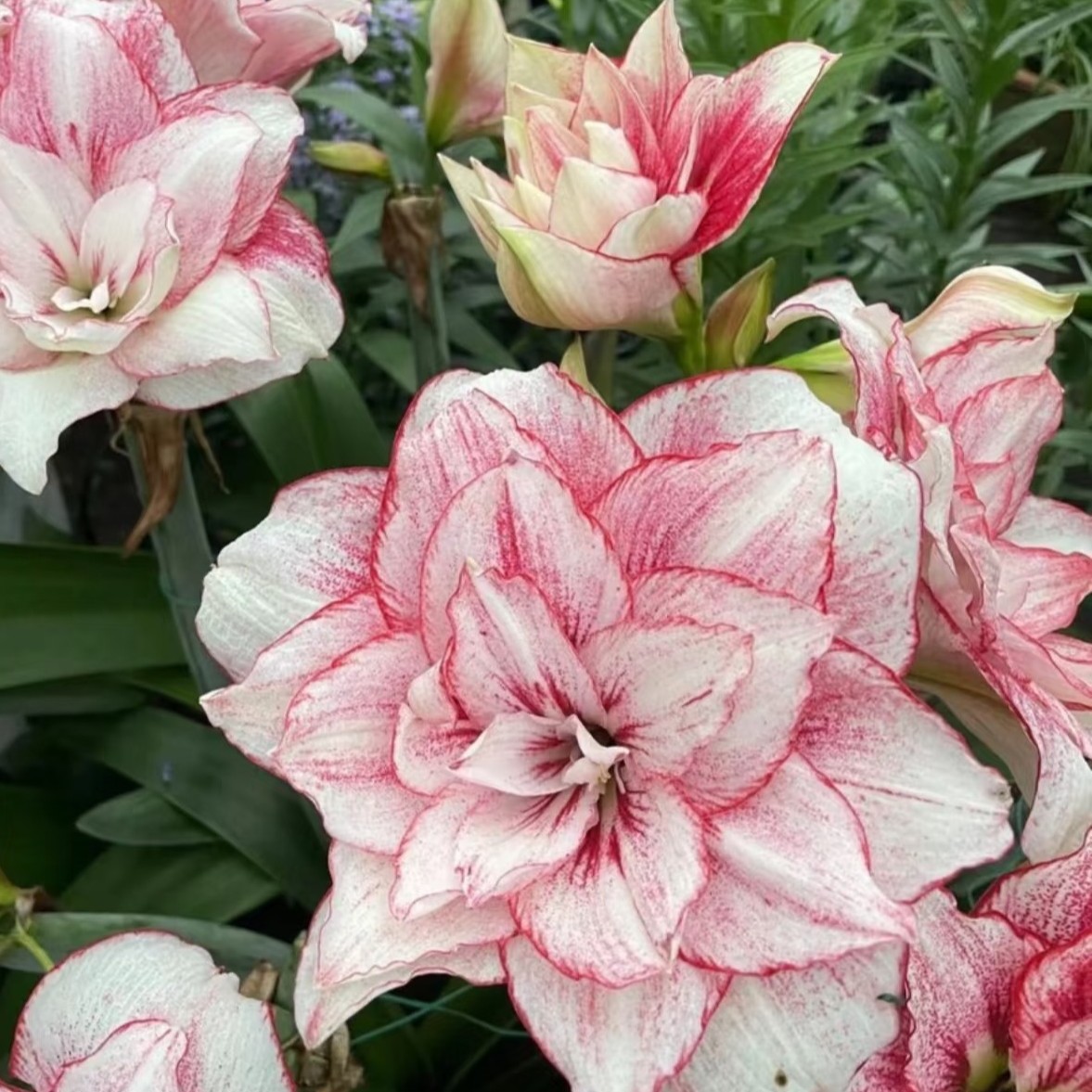 朱顶红-花羊羊1.5cm，只包对版，不包后期养护。