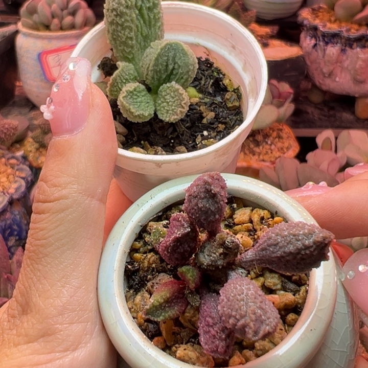 蔸***多             两颗。     